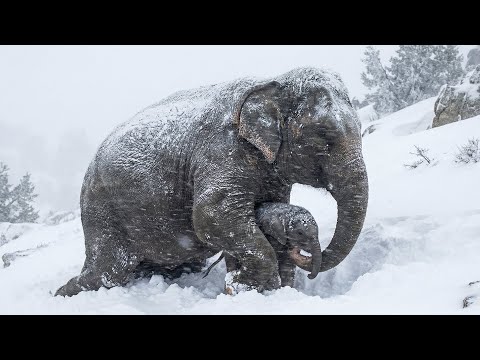 Elephant Family Trapped In Snowstorm A Man’s Help Leads To A Shocking End | Animal Rescue Short Film