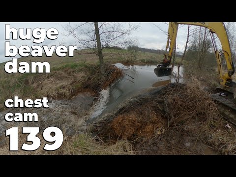 It Was Something BIG - Beaver Dam Removal With Excavator No.139 - Chest Cam