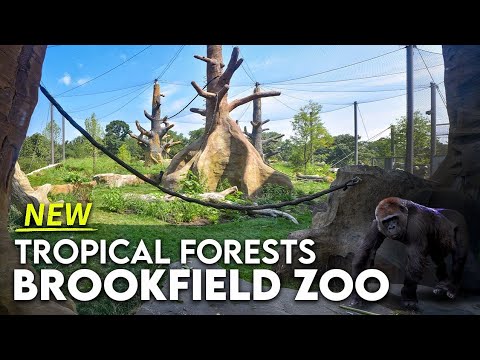 Zoo Tours: Brookfield Zoo Chicago's NEWEST Big Thing! (4K)