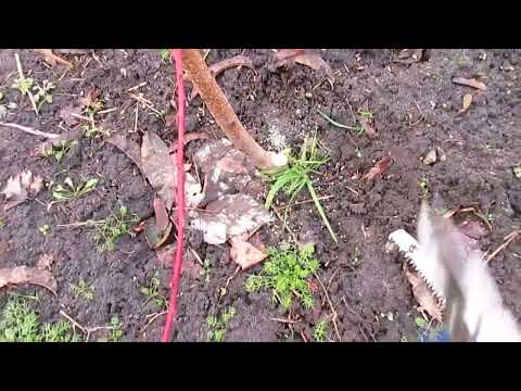 Персик.  ЕСЛИ НЕ ОБРЕЗАЛИ ПОСЛЕ ПОСАДКИ.  Как обрезать персик.