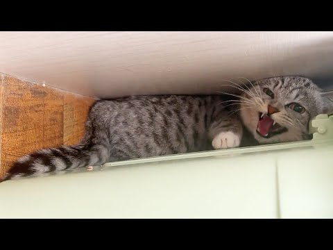 My friend passed away, so I took in her cat...