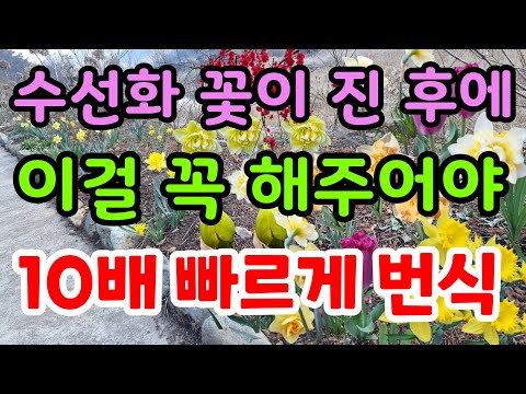 수선화 10배 빠르게 번식하는법 수선화 심고 1개월만에 꽃 피우는법 튤립 백합 무스카리 작약 구근 심고 바로 꽃 피우기 구근 굵게 키우기 구근 보관법 구근썩지않게키우기 봄 정원