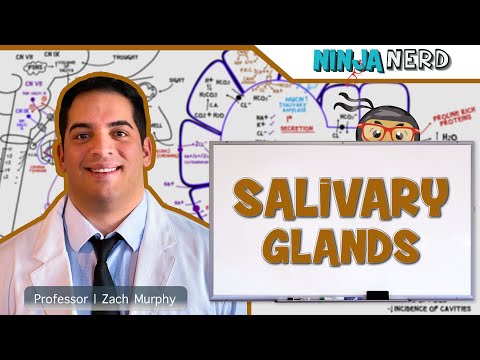 Gastrointestinal | Salivation: Parotid, Submandibular, & Sublingual Glands