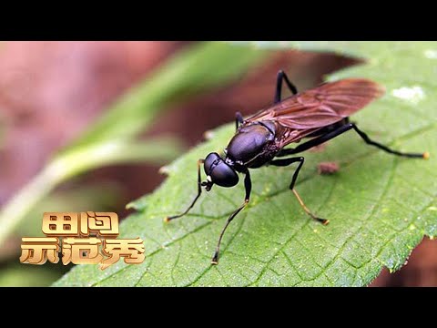 什么样的昆虫既能解决餐厨垃圾，还能赚钱？探寻黑水虻的养殖技术，养黑水虻也能成为致富能手！丨「田间示范秀」20220829