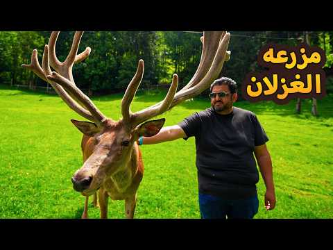 استعراض أفضل المطاعم في أوروبا! أين يمكنني أن أكل لحم الغزال في النمسا؟!