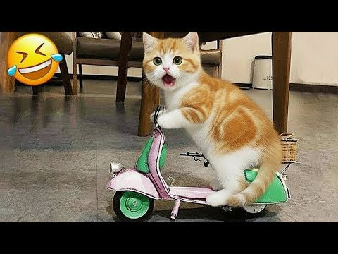 Intenta No Reír 😆 Los Animales Más Graciosos 😹🐶 Parte 8