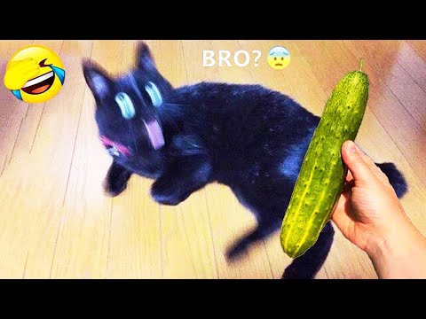 Nuevos clips divertidos de perros y gatos 😼🐶Intenta no reírte😜 Parte 1