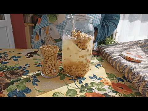 🌾 HOW TO MAKE CHICKPEA YEAST AT HOME? 😯 MAKING SOURDOUGH VILLAGE BREAD 🔥