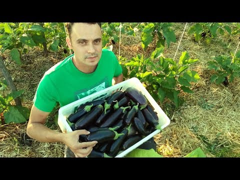 МОРЕ БАКЛАЖАН БЕЗ ХИМИИ! / ТЕХНОЛОГИЯ ВЫРАЩИВАНИЯ БАКЛАЖАН ОТ СЕМЕЧКИ ДО СБОРА УРОЖАЯ