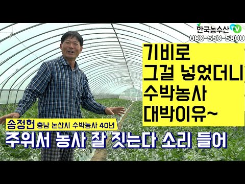 [한국농수산TV] 기비로 그걸 넣었더니 수박농사 대박이에유~ 충남 논산