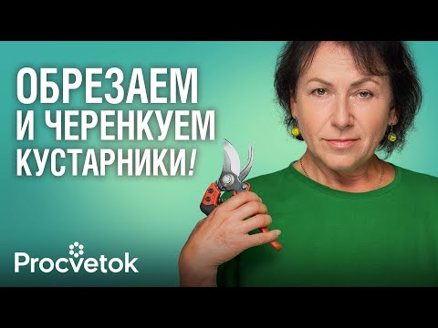 ANY STICK WILL ROOT WITH MY CUTTINGS METHOD! How to prune and propagate shrubs in spring