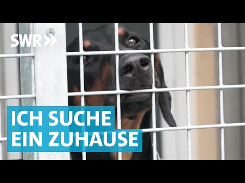 Liebe gesucht: Die große Tierheim-Doku aus Esslingen