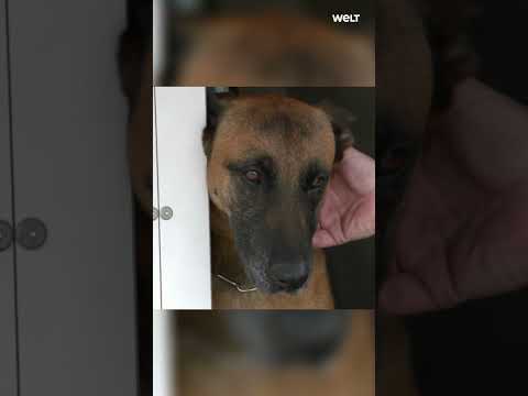 FURRY POLICE OFFICER: Kara detects explosive Materials at Frankfurt airport