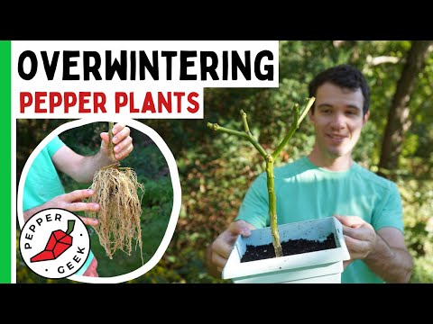 Overwintering Peppers - Keep Your Plants Alive for Years - Pepper Geek