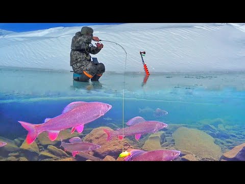 РЫБА СОШЛА С УМА???!!! ЗАТОПИЛ РЕКУ!!!НЕВЕРОЯТНАЯ РЫБАЛКА В ЗАПОЛЯРЬЕ!!!