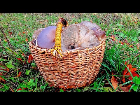 КОРЗИНА ГРИБОВ в ОКТЯБРЕ за ПОЛ ЧАСА! Вешенка ПОШЛА! Грибы 2020!