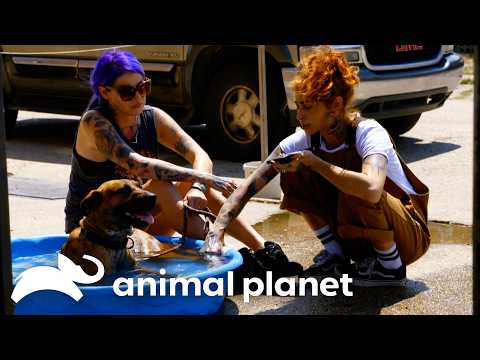 A Dog in LOVE with Water! | Pit Bulls and Parolees | Animal Planet