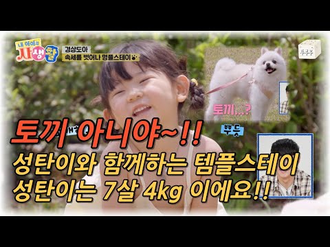 My Child's Private Life Episode 29: Not a Rabbit? Do-ah Comes to Mongple Stay with Seong-tan. Wil...