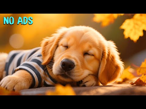 15 Hours of Soft Music for Dogs 🎵 Anti-Stress Treatment 🐶 Dog Sleep Aid 💖 No Commercial Breaks
