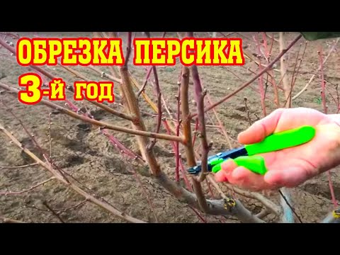 Правильная обрезка персика / 3-й год после посадки / опытный участок / proper peach pruning