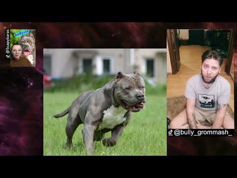 Американский булли: все особенности породы, которые необходимо знать