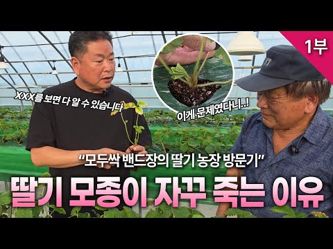[모두싹나라] 딸기 재배기술 1부 "딸기모종이 자꾸죽는 이유" 농가현장에 밴드장이 전문 강사와 함께 방문 합니다.