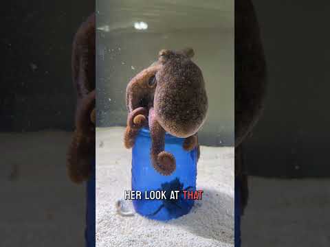 Haley the Octopus Solves a Puzzle for a Crab Treat