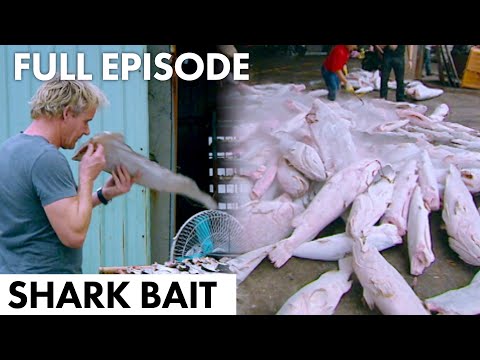 Gordon Ramsay: Shark Bait | FULL EPISODE