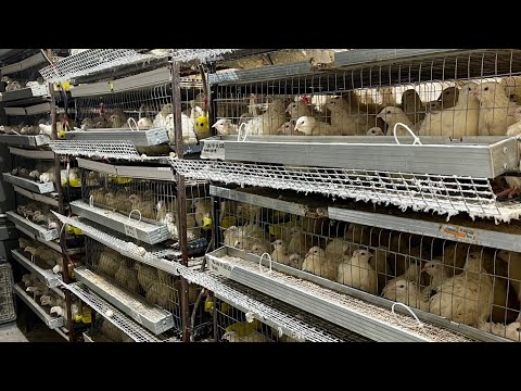 Сколько можно зарабатывать на перепелах в 2025