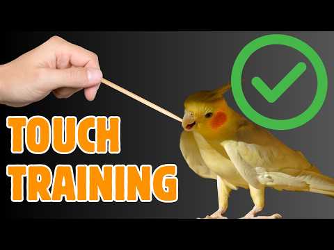 5 WORST Bird Training Mistakes —and 5 Things They REALLY Love