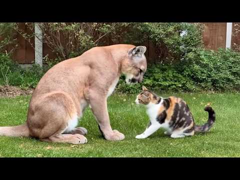 Cats Caught Being Friendly With Dangerous Animals ๐คฃ Funny Animals Life