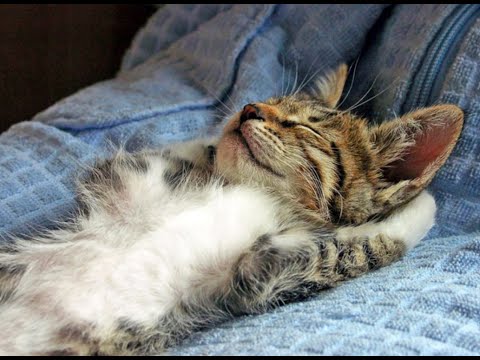 😺 Пятничные коты! 🐈 Видео смешных кошек и котят для поднятия настроения! 😻