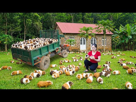 Harvesting 1000 Guinea Pigs After 1 Year Of Raising - Buy 200 Quails And Cute Baby Goat To Raise