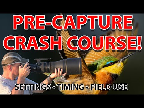 You’re Using Pre-Capture Wrong (Wildlife Photography Guide)