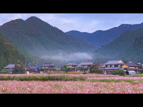 Morning Walk through Rural Cosmos Fields | Tamba, Japan
