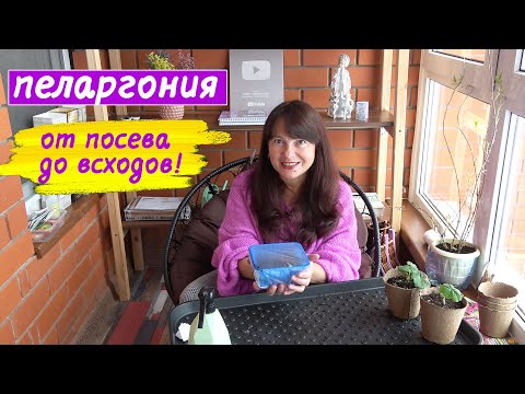 Pelargonium from seeds. From sowing to germination.