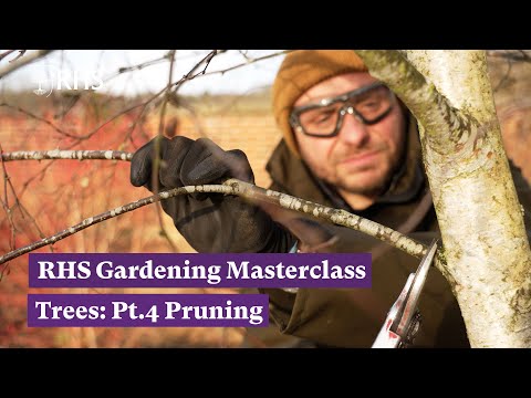 How, why and when to prune trees | RHS Gardening Masterclass: Trees Pt.4 | The RHS