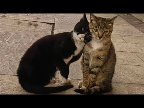 Cats are funnier than you think 🤣