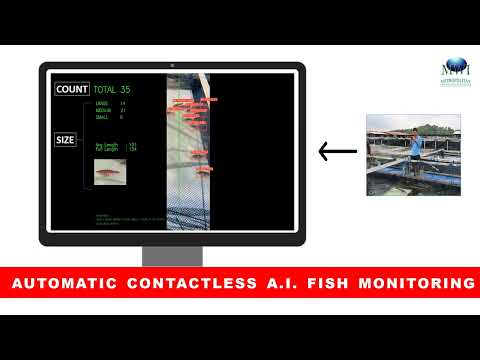 Automatic Contactless Fish Monitoring using AI