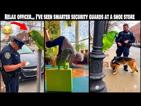 Can Parrots REALLY Be Funnier Than Humans in STAND-UP COMEDY ?