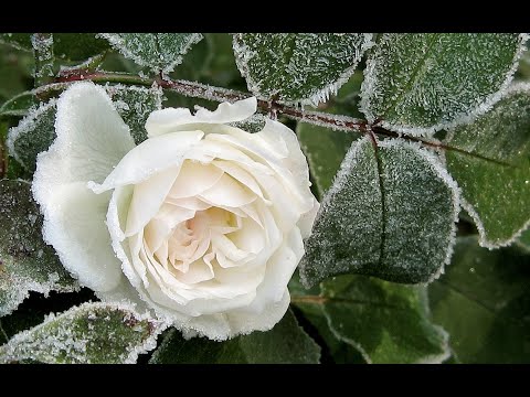 WHY I DON'T #PRUN OR #COVER#ROSES. THE WHOLE TRUTH ABOUT GARDEN ROSES FROM PLANTING TO PREPARING ...