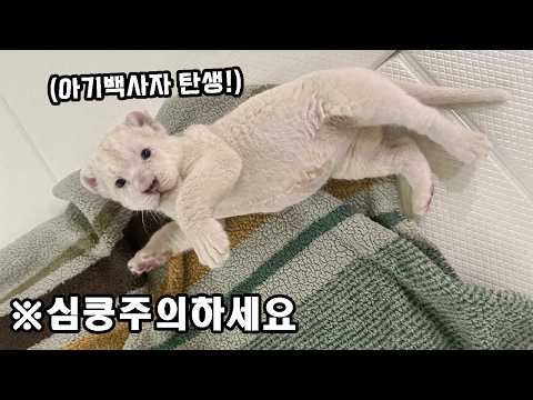 ※기적이 일어났습니다!!  방치로 죽어가던 백사자가 아기사자를 출산했어요..!!