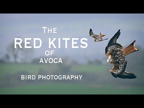 Birds of Prey Photography: Photographing the Red Kites of Avoca