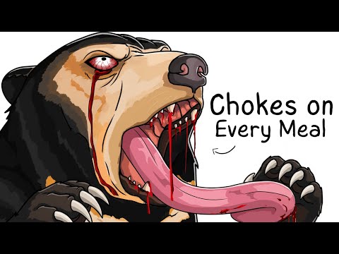 Why it Sucks To Be Born As a Sun Bear