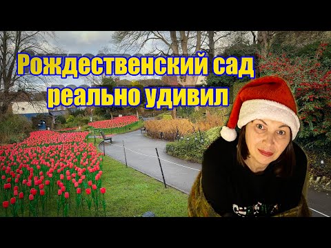 Vlog 602 - Guildford Castle Winter Garden Before Christmas | A Sea of ​​Red Tulips 🌷✨