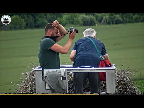 Beringung Hedeper  2019 06 16