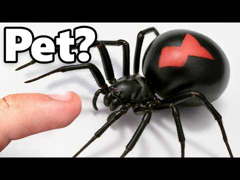 I Got a Pet Black Widow (yes, really)