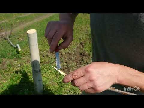 Весенние методы прививки или перепрививки ореха в поле.