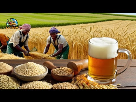 From Barley to Brew: Unveiling the Malting Process Behind Your Favorite Beer 🍺🌾