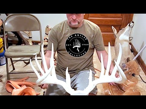The General World Record Typical Antler Replica Being Took Out Of The Mold 